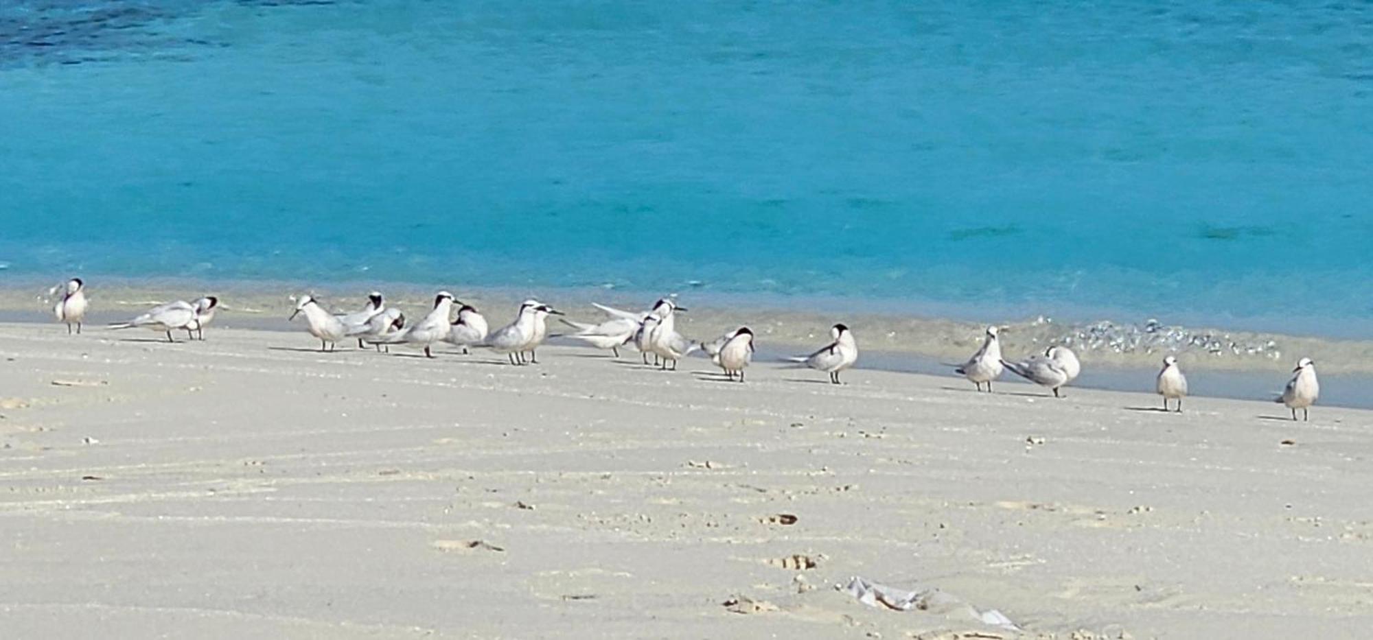 Turtle Maldives - Your Gateway To The Beach & Marine Adventures Await! Omadhoo Ngoại thất bức ảnh