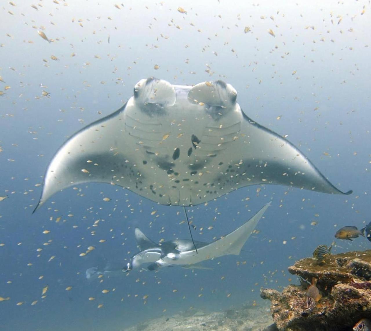 Turtle Maldives - Your Gateway To The Beach & Marine Adventures Await! Omadhoo Ngoại thất bức ảnh