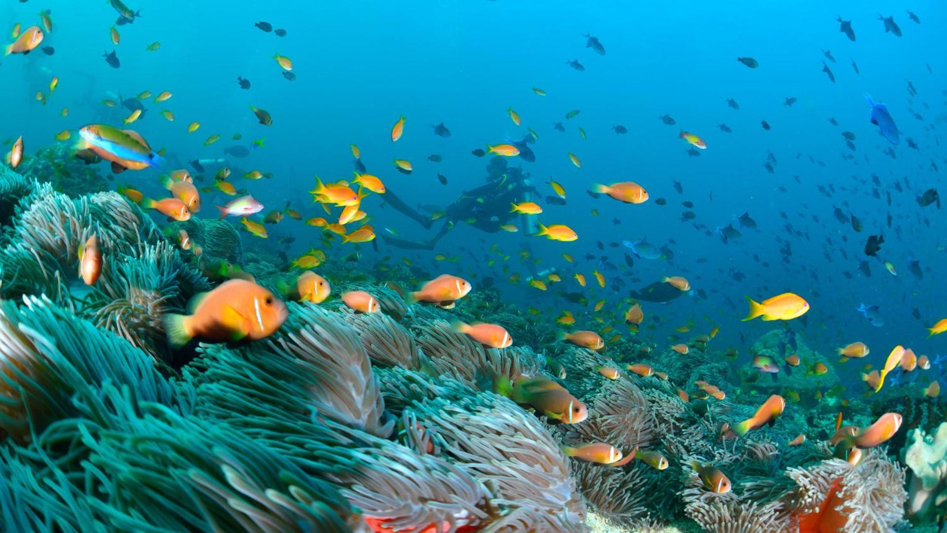 Turtle Maldives - Your Gateway To The Beach & Marine Adventures Await! Omadhoo Ngoại thất bức ảnh